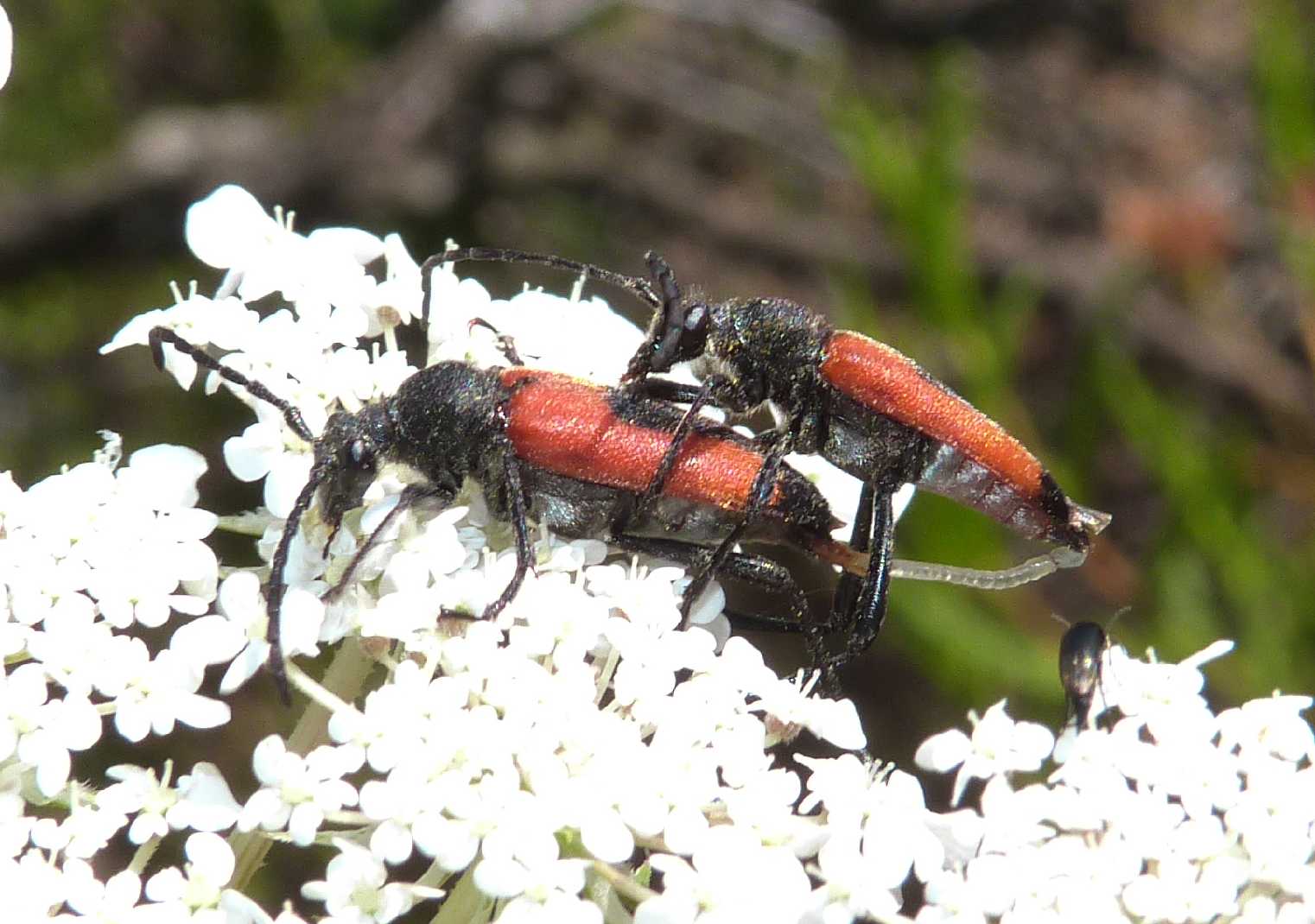 Stictoleptura cordigera superdotata